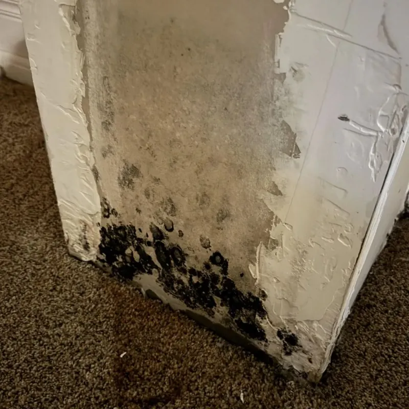 Professional Mold Removal in Lipscomb County, TX